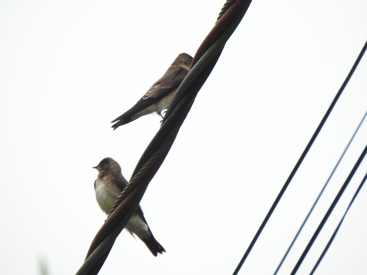 Golondrina Gorjirrufa - ML644291543