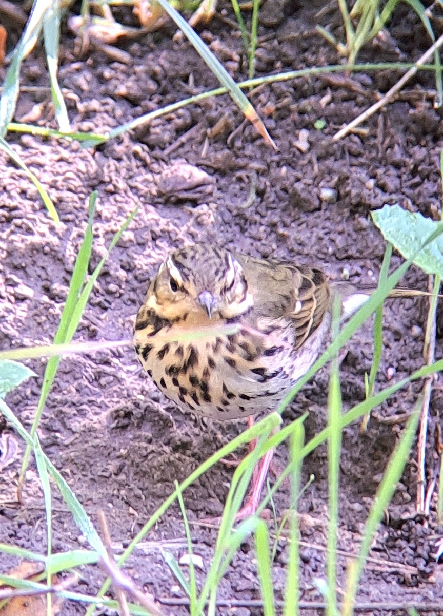 Olive-backed Pipit - ML644291546