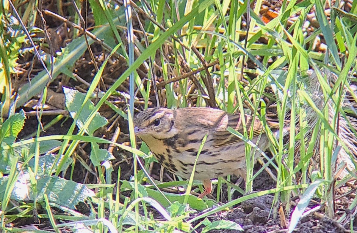 Olive-backed Pipit - ML644291547