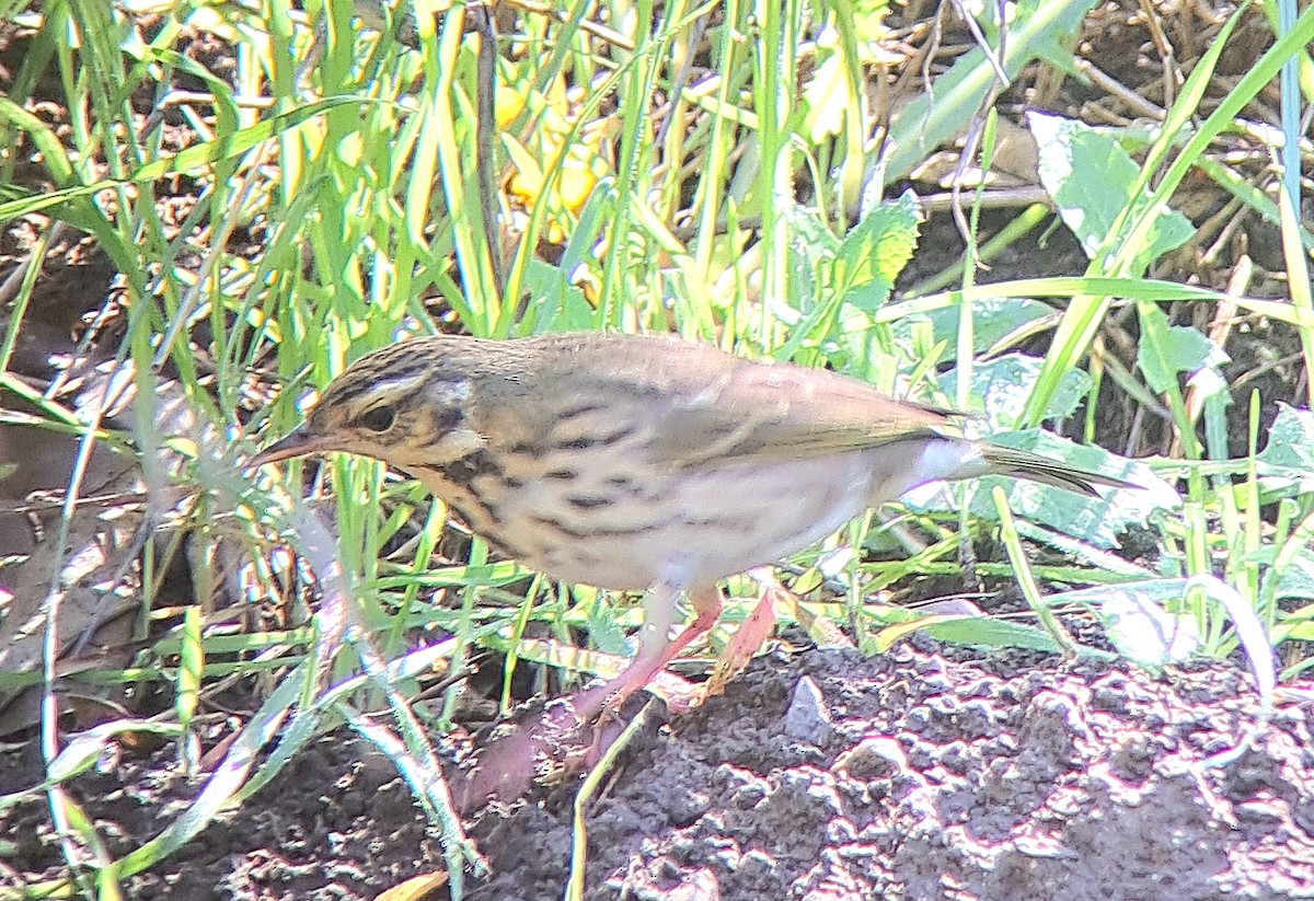 Olive-backed Pipit - ML644291548