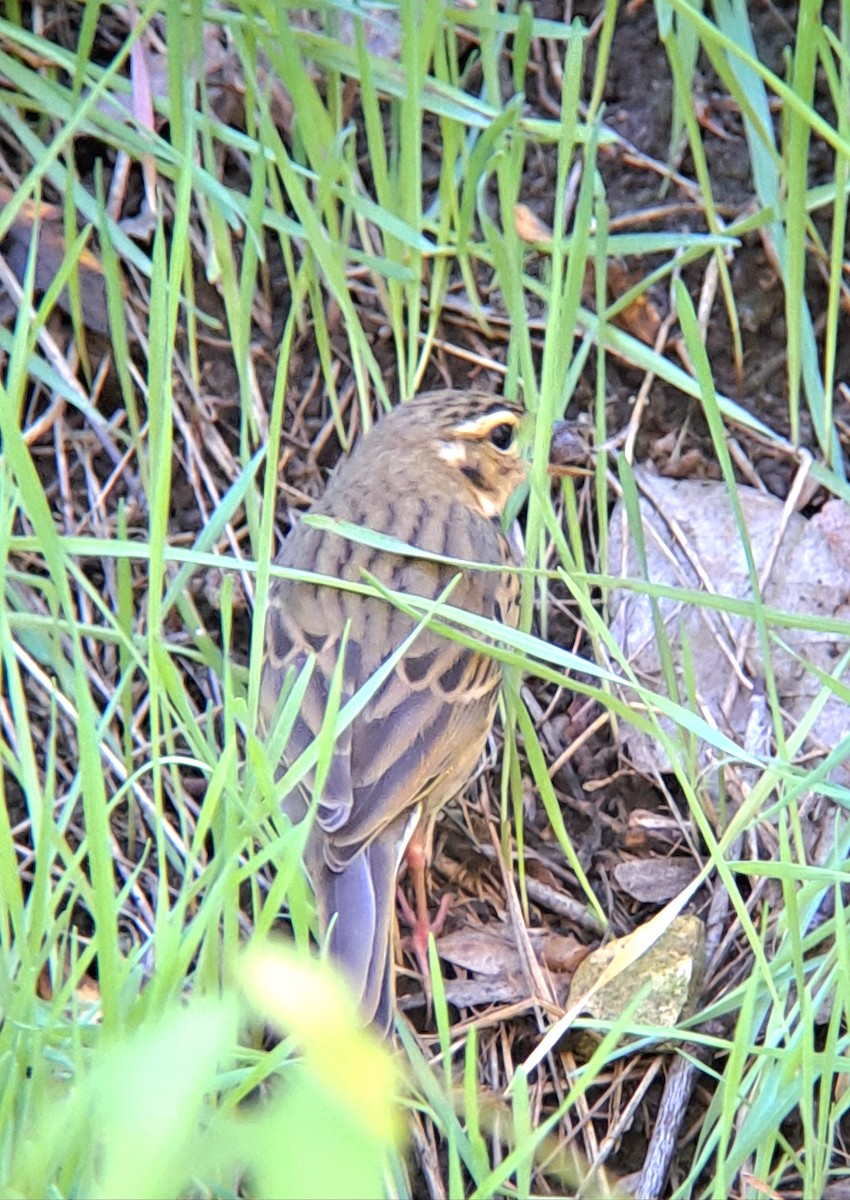 Olive-backed Pipit - ML644291549