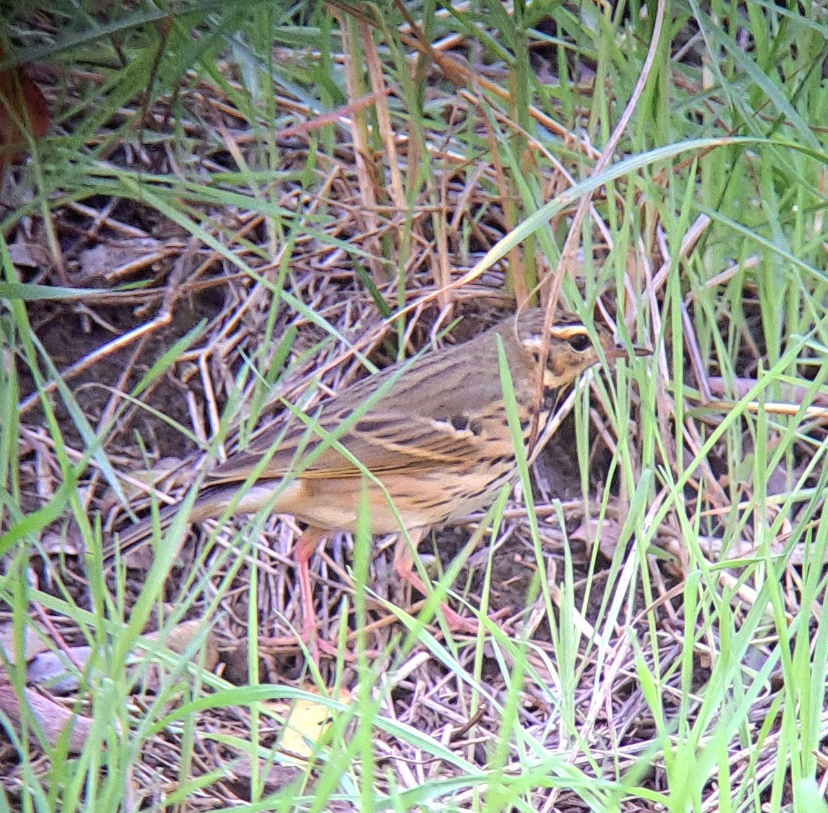 Olive-backed Pipit - ML644291550