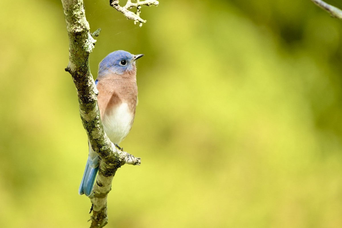 Eastern Bluebird - ML644291552