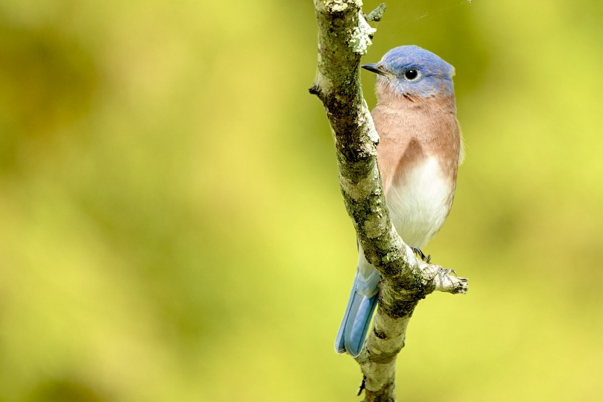 Eastern Bluebird - ML644291553