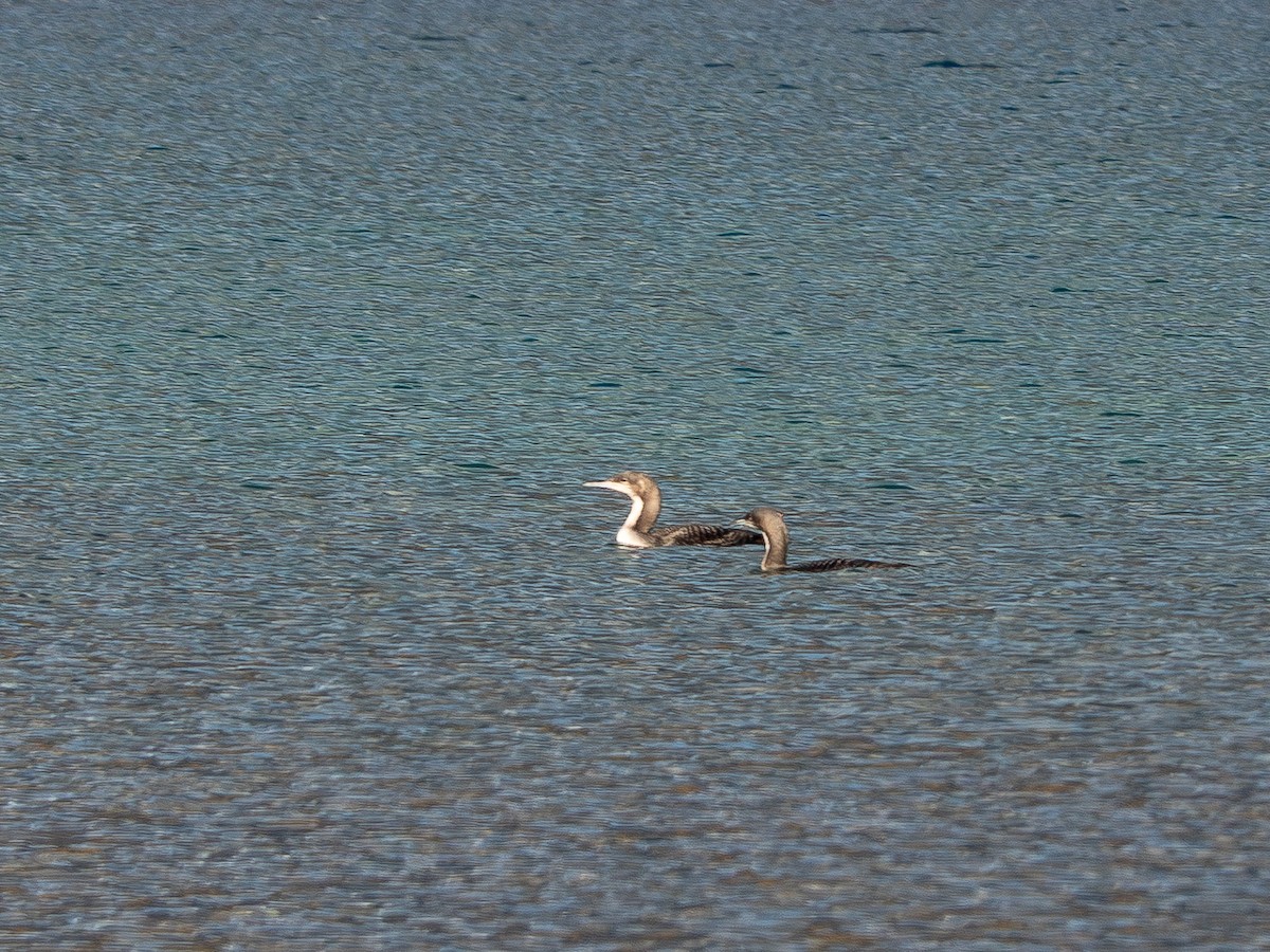 Pacific Loon - ML644291555