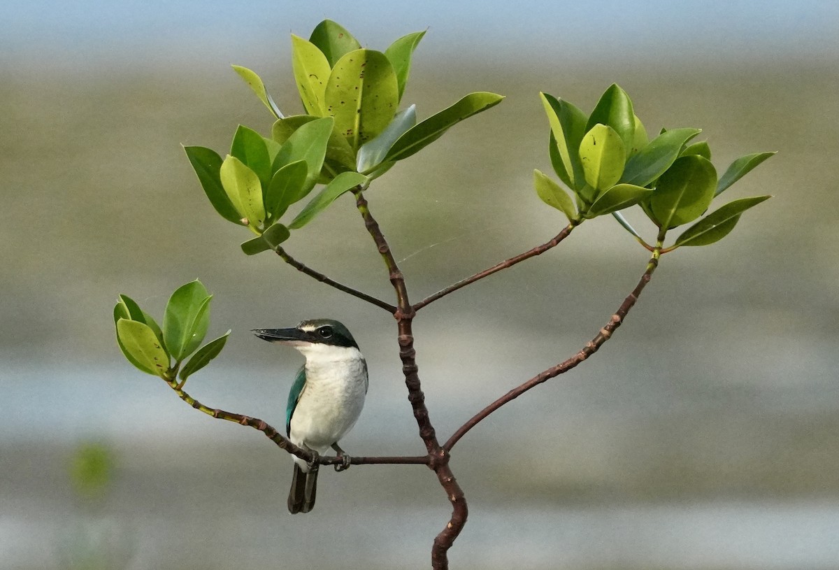 Воротничковая альциона - ML644291556