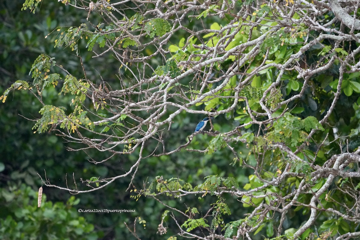 Воротничковая альциона - ML644291557