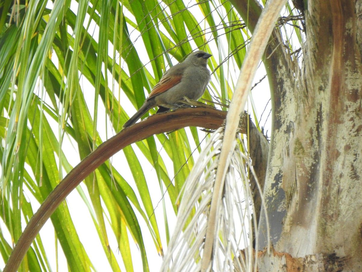 Grayish Baywing - Débora Jung