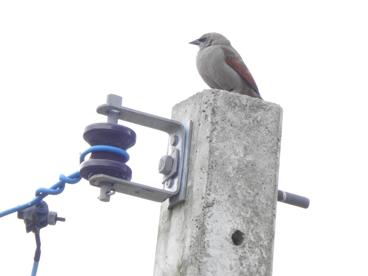 Grayish Baywing - Débora Jung