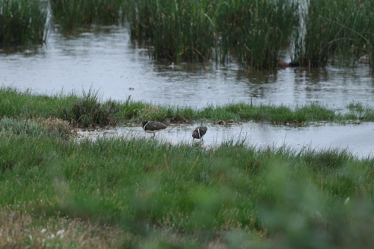 Australian Painted-Snipe - ML644291575