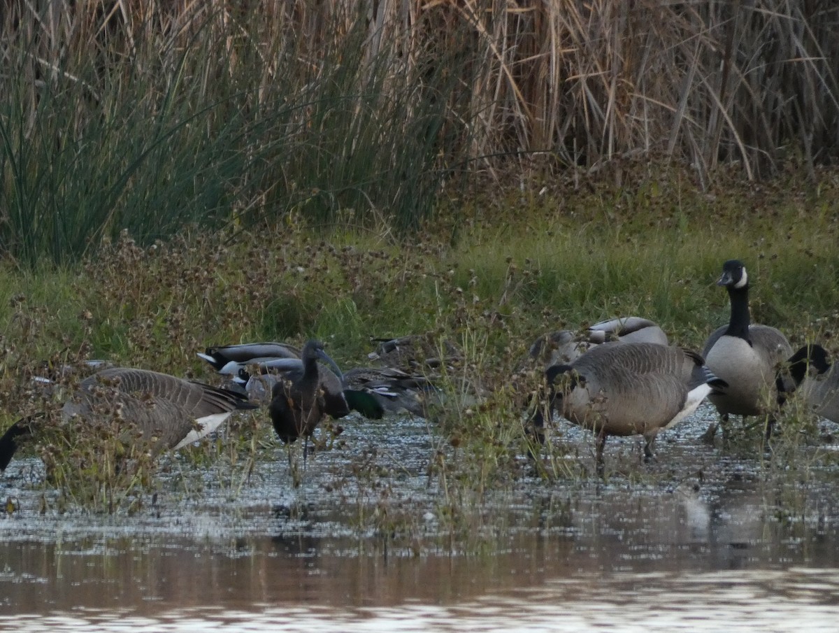 Glossy Ibis - ML644291582
