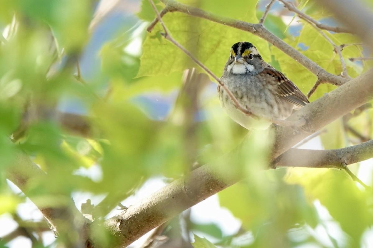 גיבתונית לבנת-גרון - ML644291583