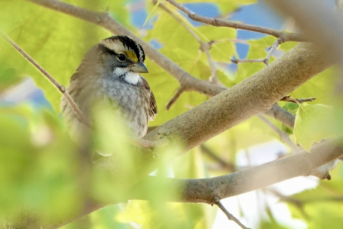 גיבתונית לבנת-גרון - ML644291584