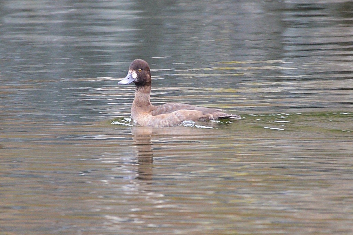 Fuligule milouinan - ML644291590