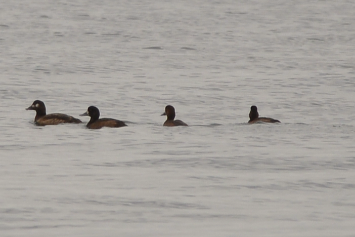 Fuligule milouinan - ML644291596