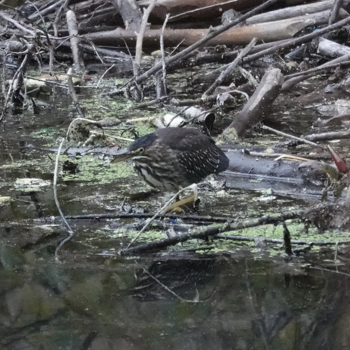 grønnrygghegre - ML644291597