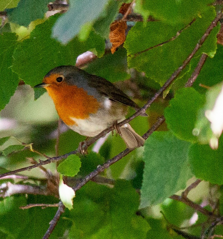 Өрнийн зээрд омруут - ML644291610