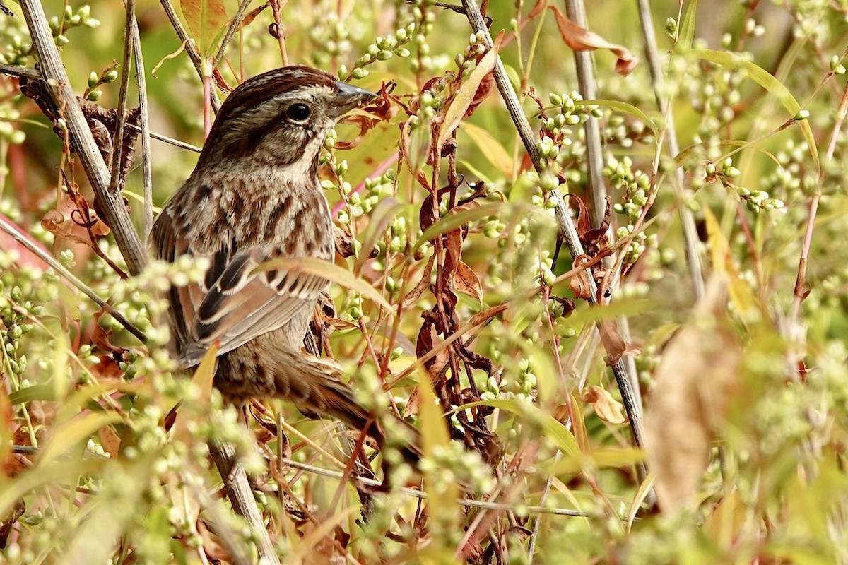גיבתונית רוננת - ML644291619