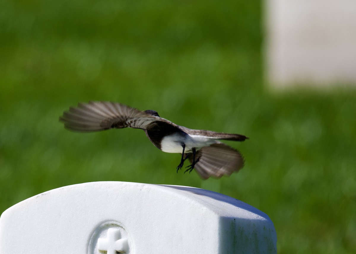 Black Phoebe - ML644291626