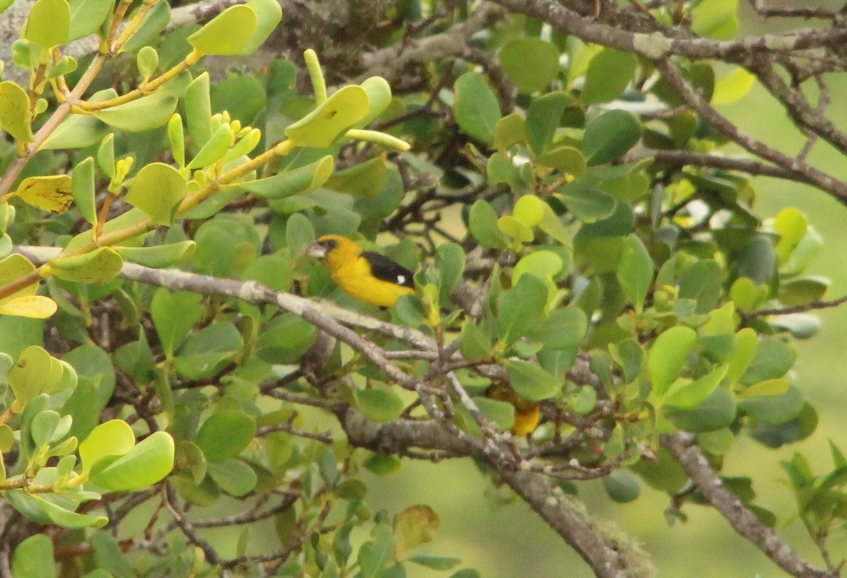 Black-thighed Grosbeak - ML644291632