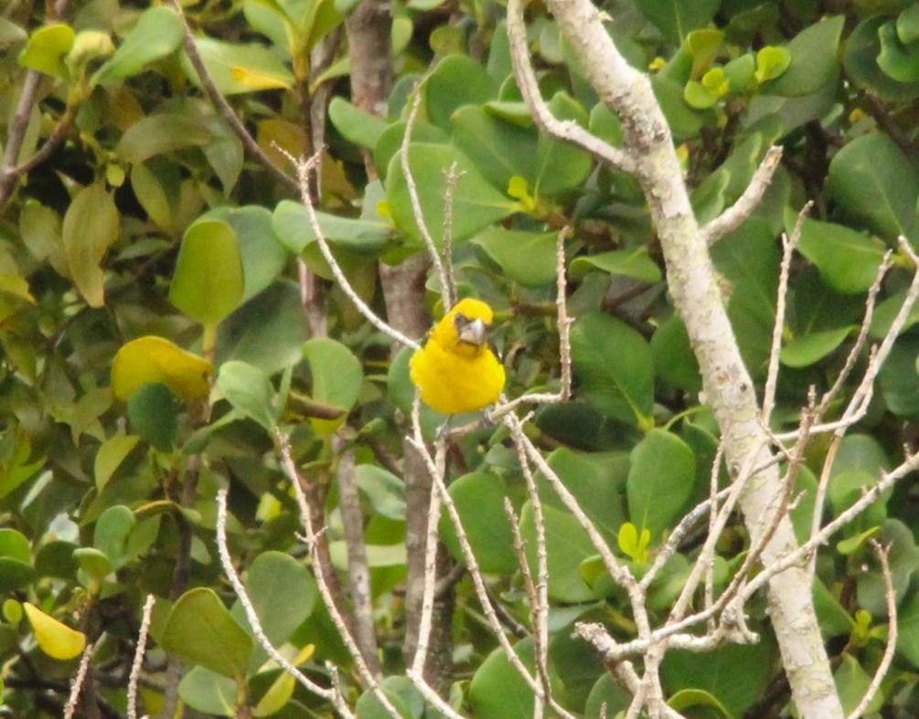 Black-thighed Grosbeak - ML644291639