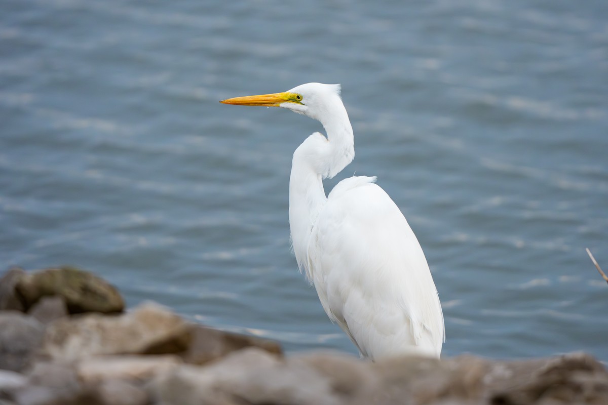 Great Egret - ML644291649