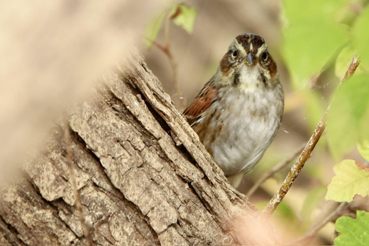 Swamp Sparrow - ML644291652