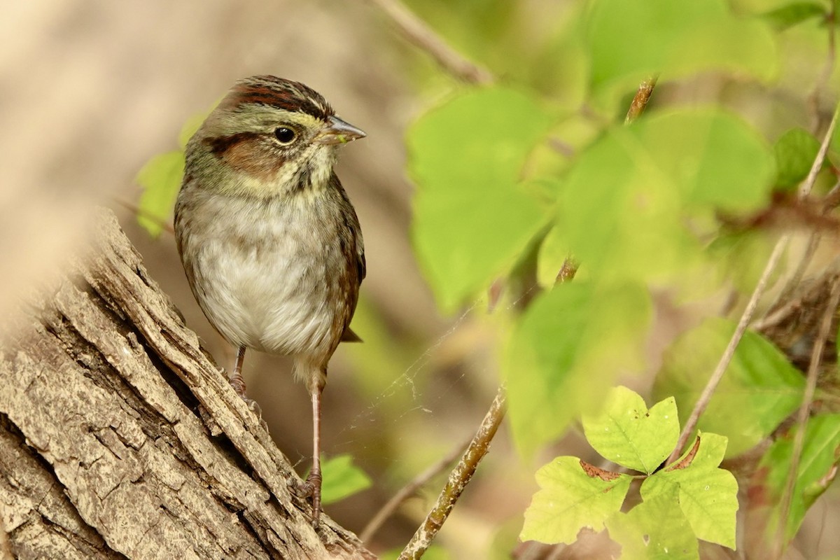 Swamp Sparrow - ML644291653