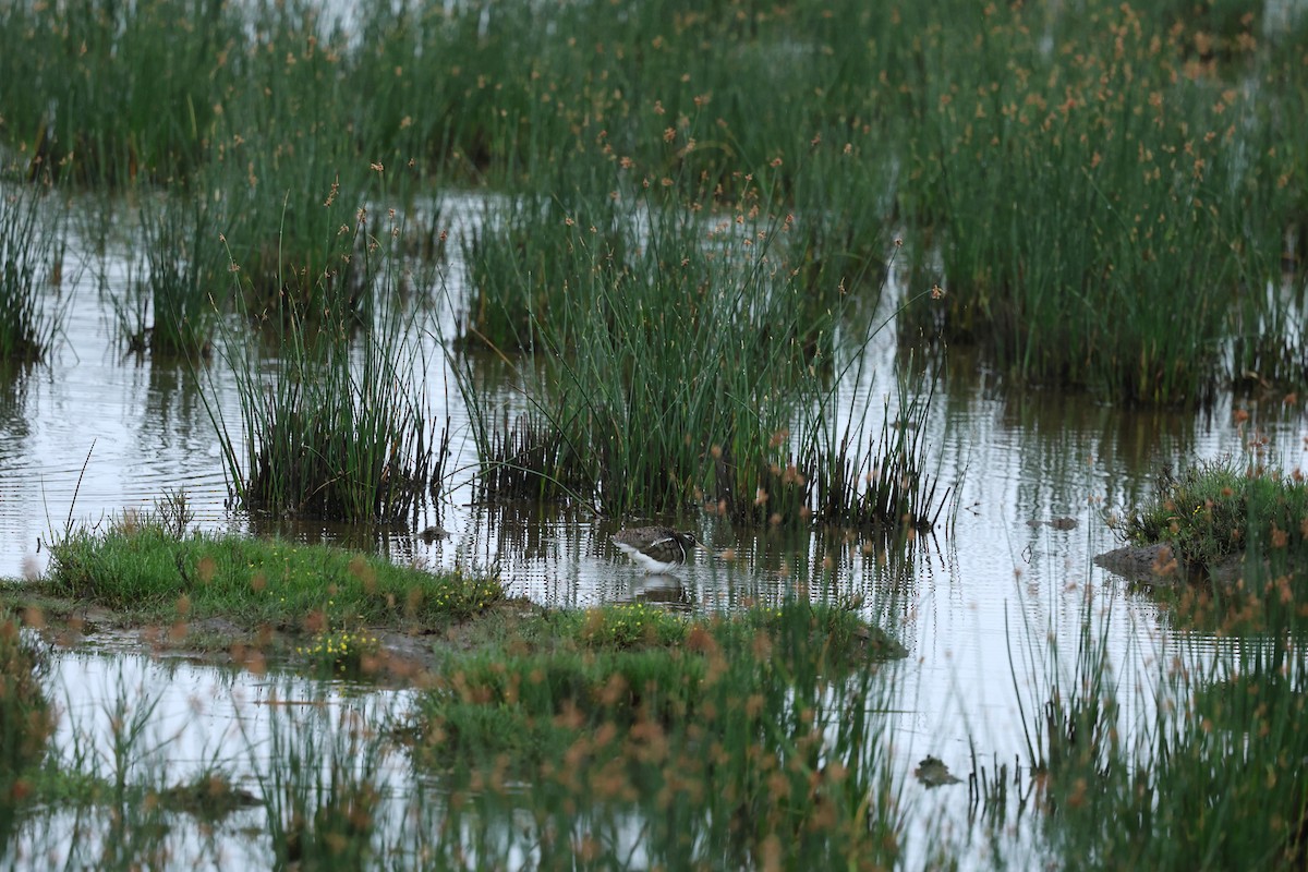 Australian Painted-Snipe - ML644291659