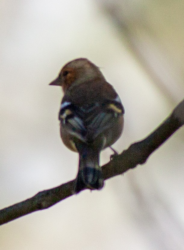 Зяблик звичайний - ML644291664