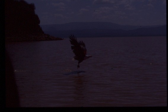 African Fish-Eagle - ML644291676