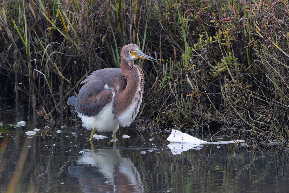 Tricolored Heron - ML644291677