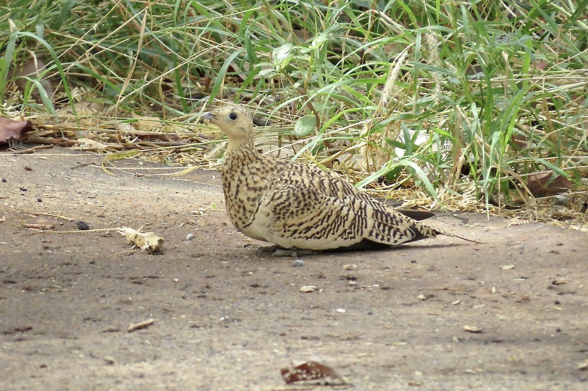 Ganga azpiarrea - ML644291679