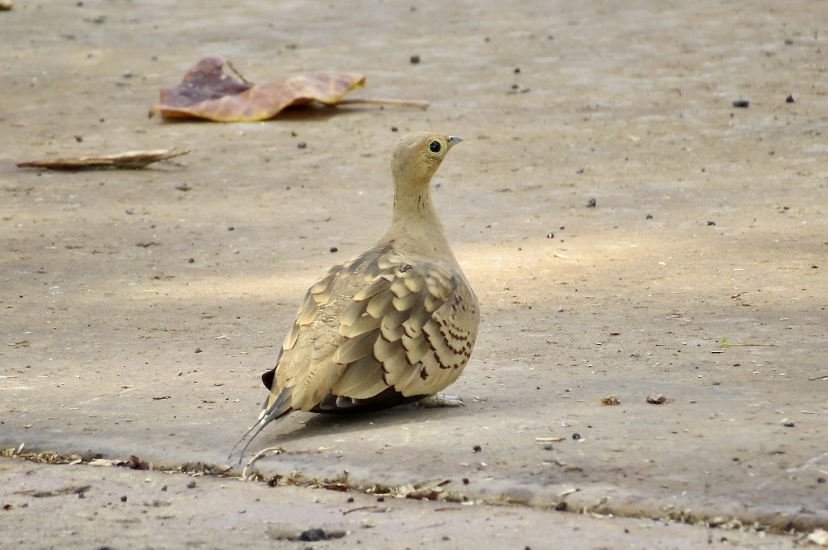 Ganga azpiarrea - ML644291681