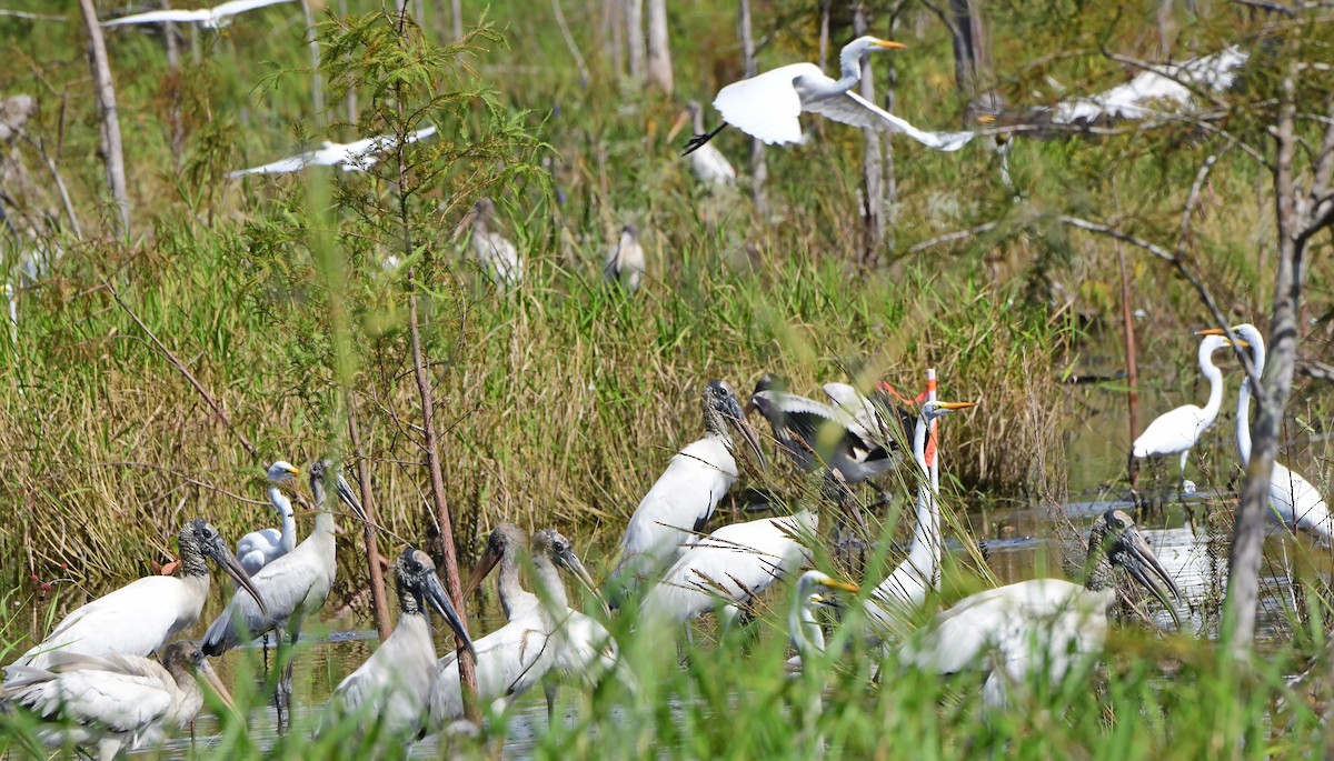 Wood Stork - ML644291691