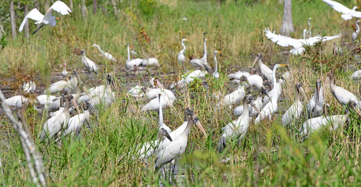 Wood Stork - ML644291696