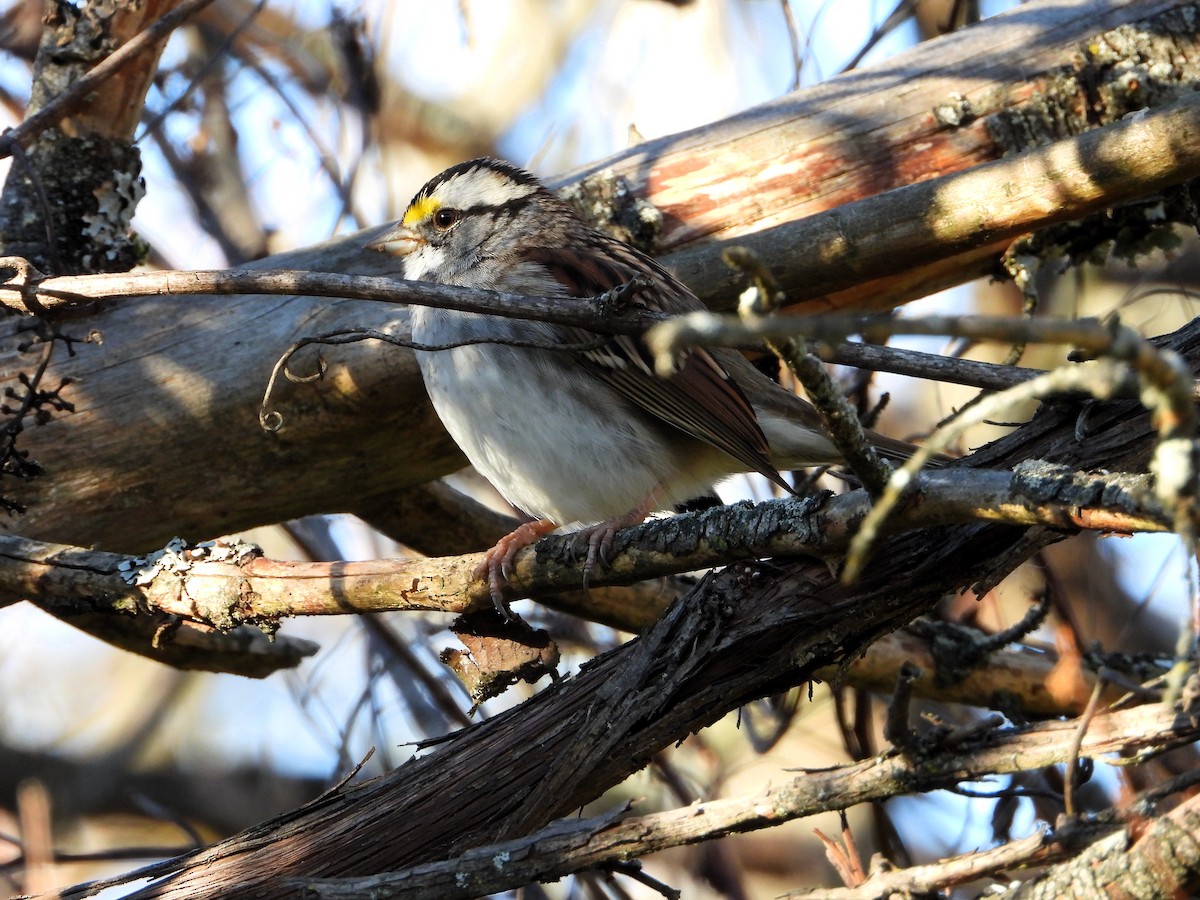 White-throated Sparrow - ML644291706