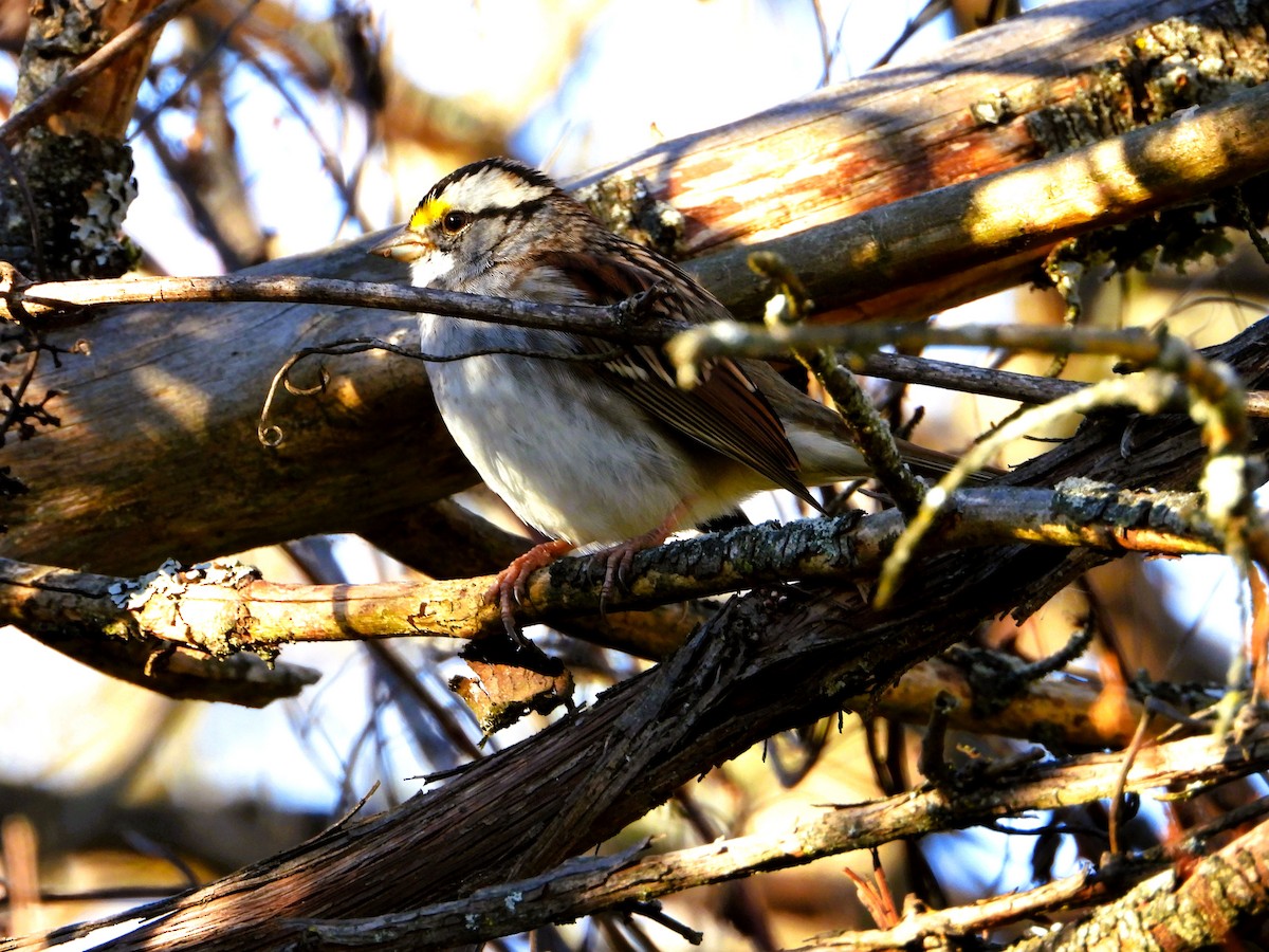 White-throated Sparrow - ML644291707