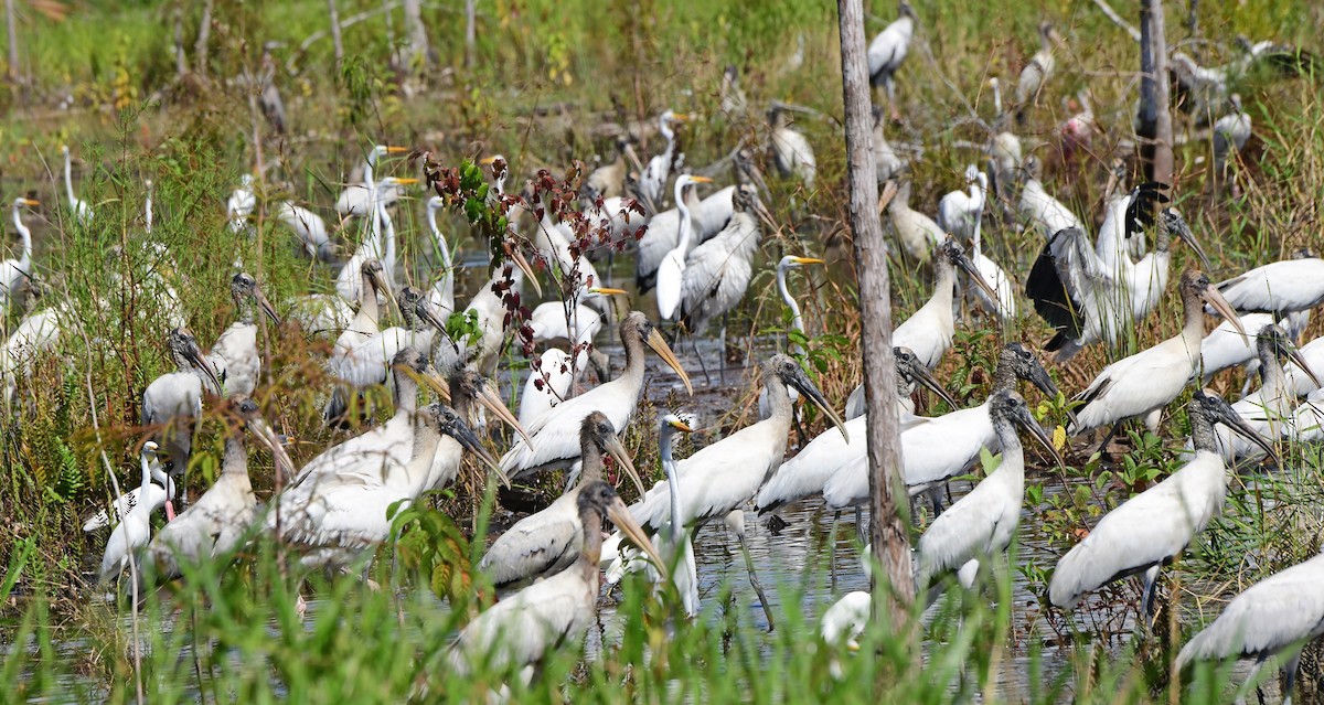 Wood Stork - ML644291708