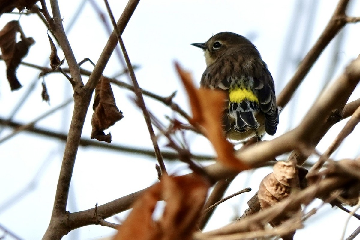Yellow-rumped Warbler (Myrtle) - ML644291709