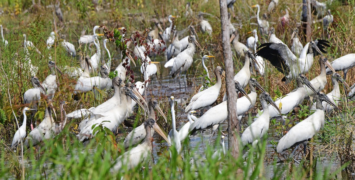 Wood Stork - ML644291718