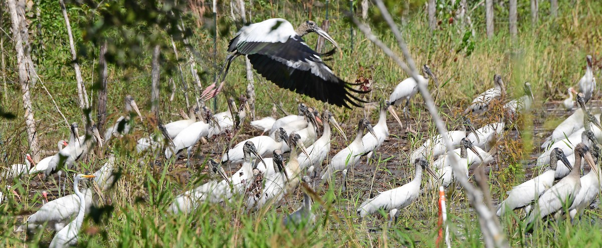 Wood Stork - ML644291720