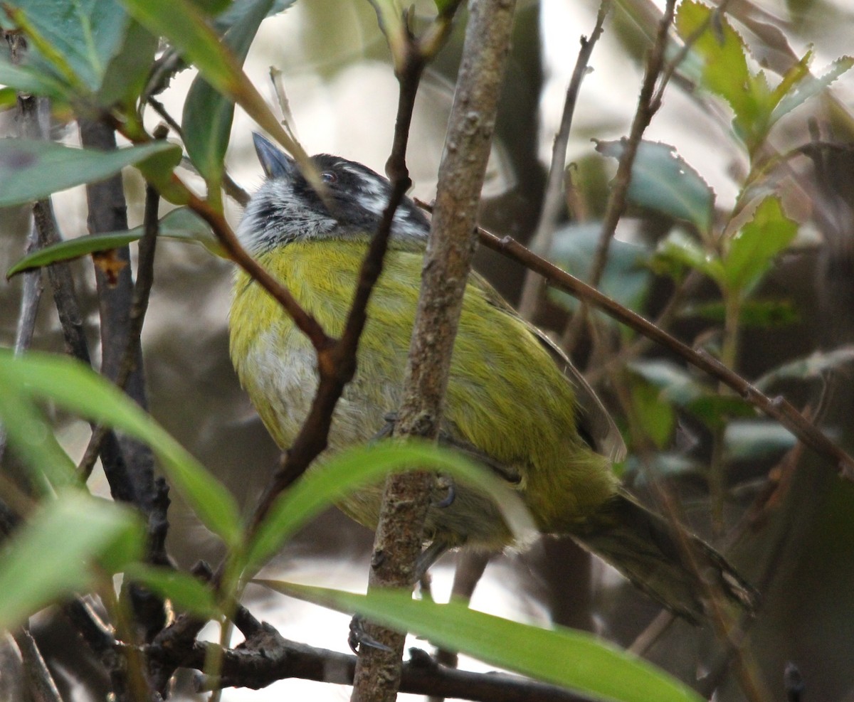 Sooty-capped Chlorospingus - ML644291731