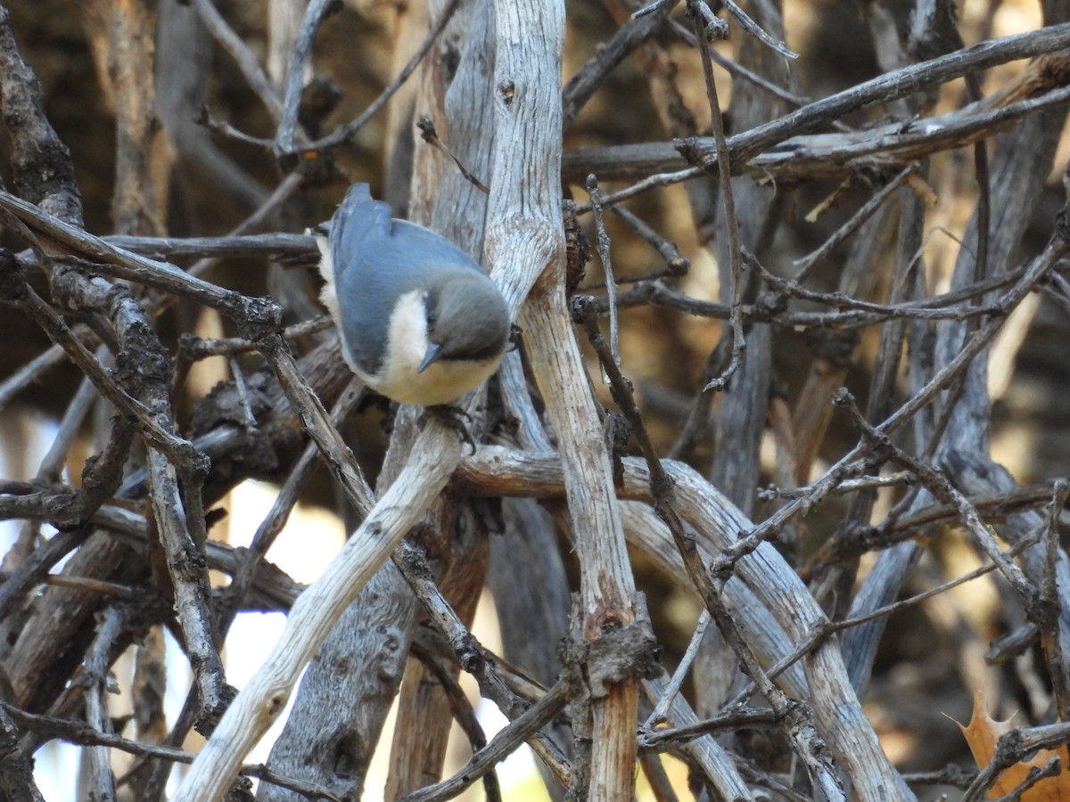 pygméspettmeis - ML644291744