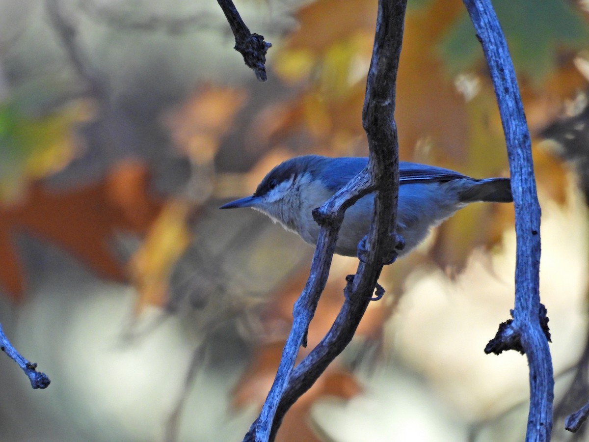 pygméspettmeis - ML644291745