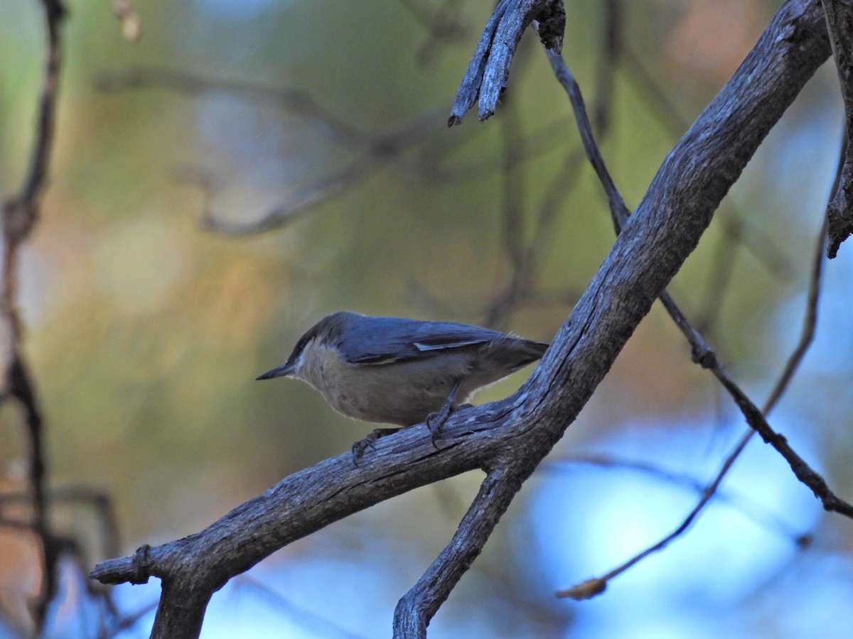 pygméspettmeis - ML644291746