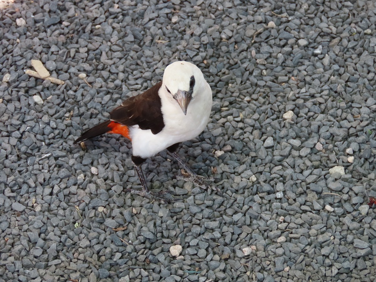 Alecto à tête blanche - ML644291748