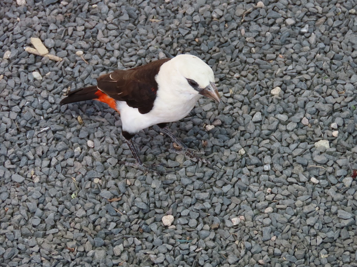 Alecto à tête blanche - ML644291749