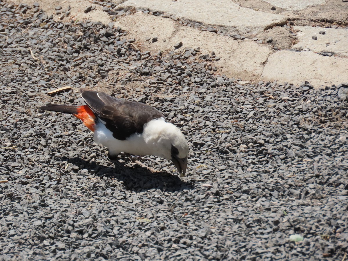 Alecto à tête blanche - ML644291750