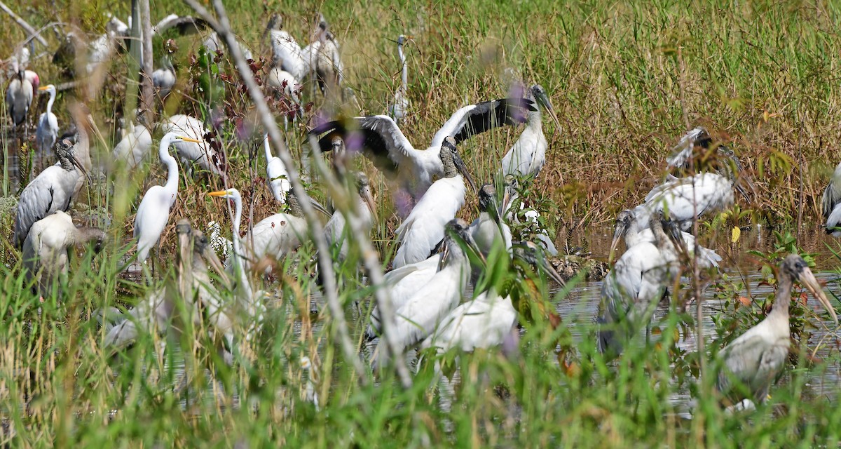 Wood Stork - ML644291752